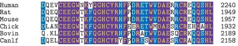 Figure 1. Excerpt from the multiple sequence alignment of the gene Acan. Shown are sequences of human, rat, C57BL/6J mouse, chicken, cow, and dog