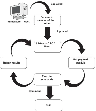 Figure 2.1: Botnet life cycle.