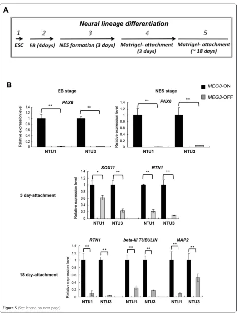 Figure 5 (See legend on next page.)