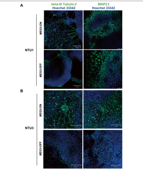 Figure 6 Neurite formation was reduced in MEG3-OFF human embryonic stem cell (hESC)-differentiated cells compared with cellsdifferentiated from MEG3-ON hESCs