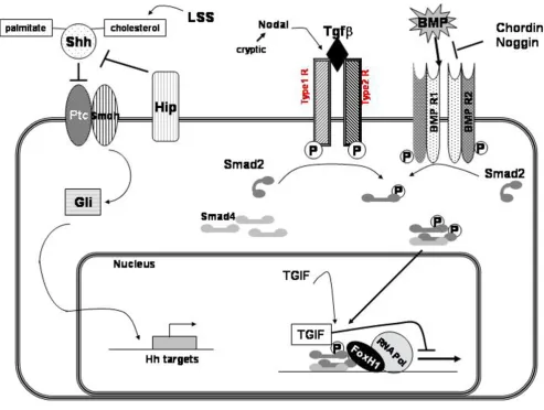 Figure 1Signaling pathways of the main HPE genes or candidate genesSignaling pathways of the main HPE genes or candidate genes