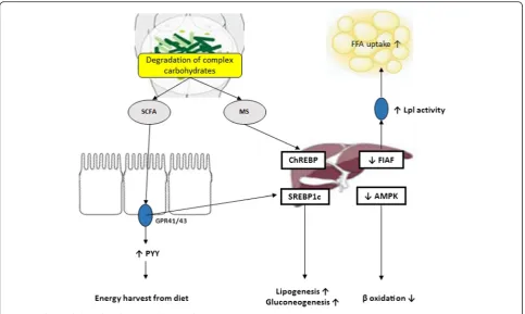 Fig. 1 Mechanism linking altered gut microbiota to obesity