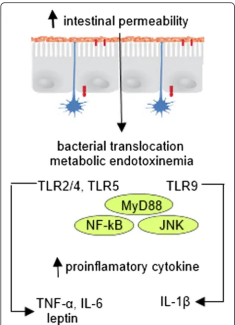 Fig. 2 Interaction between gut microbiota, host innate immunityand metabolic inflammation