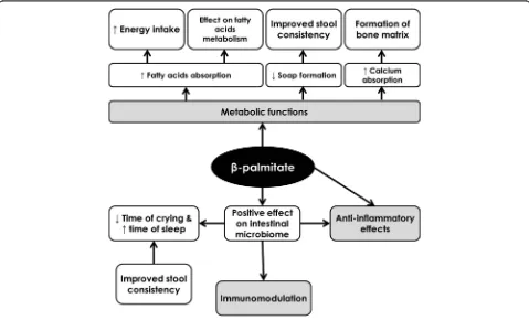 Fig. 1 Possible beneficial effects of β-palmitic acid on children’s health