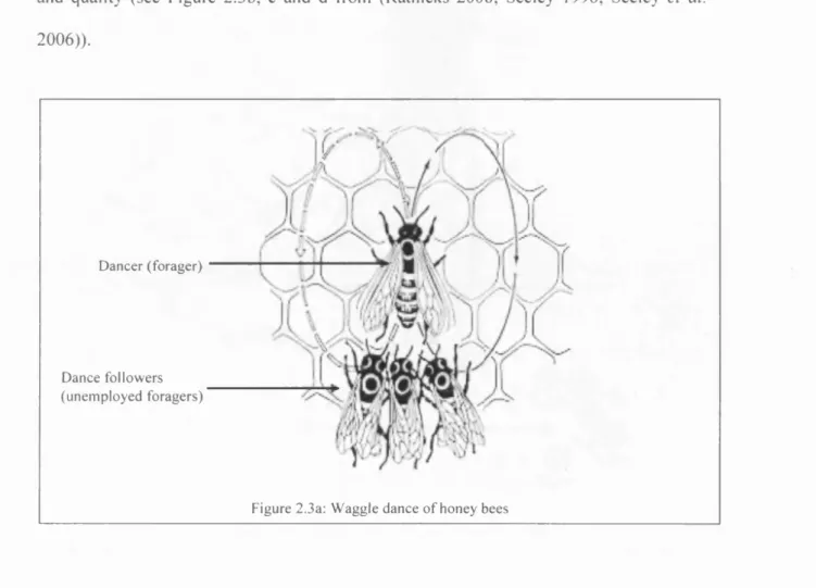 Figure  2.3a:  W a g g le   d an ce  o f  h o n ey   b ees