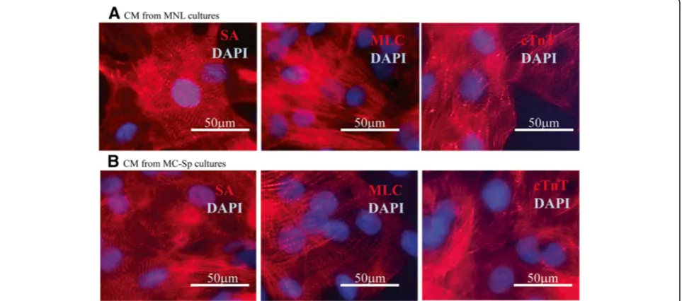 Table 2 Doubling times, specific metabolic rates and yield ratios of hESCs in MC-Sp in propagation anddifferentiation phases