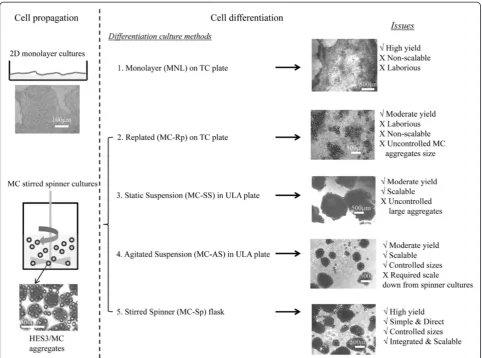 Figure 1 Schematic presentation of the experimental plan to evaluate cardiomyocyte differentiation via monolayer and humanembryonic stem cell/microcarrier aggregates cultures