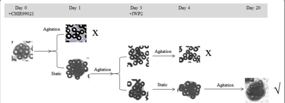 Figure 2 Effects of different agitation and static modes in the differentiation phase
