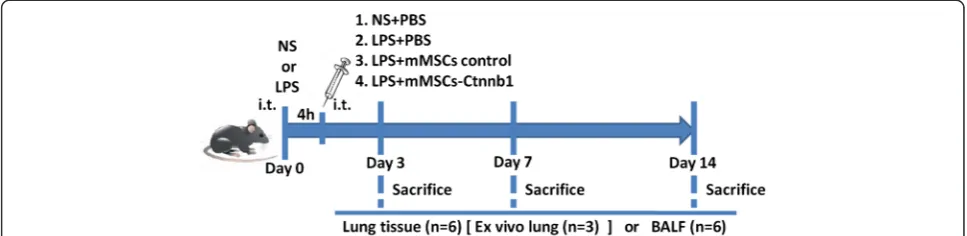 Figure 1 Diagram of the experimental protocol. BALF, bronchoalveolar lavage fluid; i.t., intratracheally; LPS, lipopolysaccharide; mMSC, mousemesenchymal stem cell; NS, normal saline; PBS, phosphate-buffered saline.