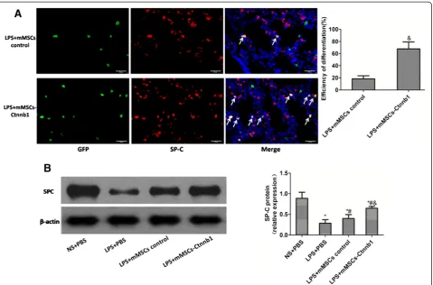 Figure 4 Effect of β-catenin overexpression on the differentiation of mouse mesenchymal stem cells (mMSCs) into type II alveolar epithelial (AT II)cells in vivo