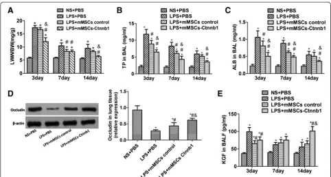 Figure 6 Effect of control mouse mesenchymal stem cells (mMSCs) or mMSCs overexpressingpulmonary inflammation