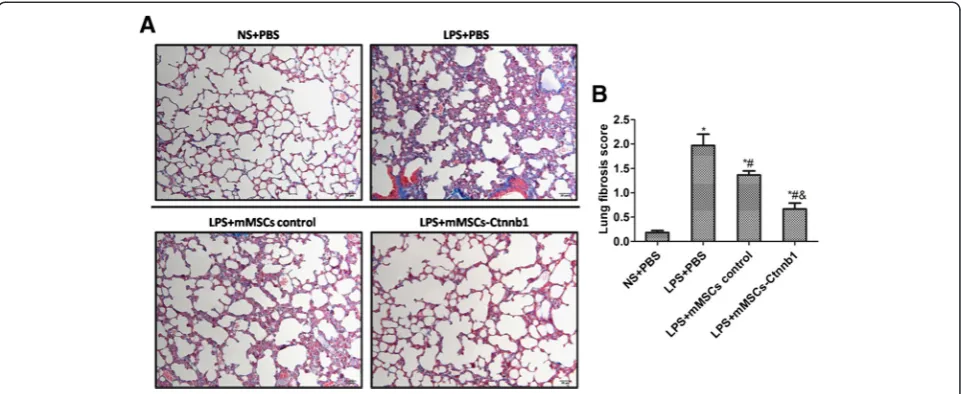 Figure 7 Effect of control mouse mesenchymal stem cells (mMSCs) or mMSCs overexpressing β-catenin on lung fibrosis