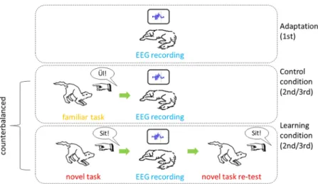 Figure 1.  All dogs first attended an adaptation session and polysomnographic data was collected for three  hours