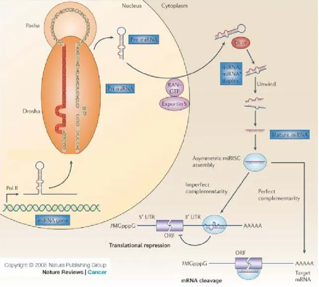 Figure 5.1 [58]: MicroRNA Biogenesis 