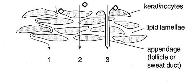 Figure 1.3 The routes of penetration through the stratum corneum (adapted from Elias