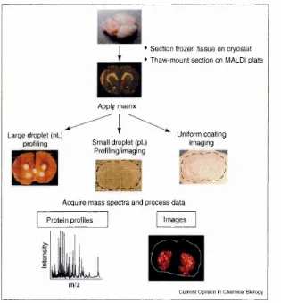 Figure 1.7 Overview of direct tissue imaging MALDI-MS [95]