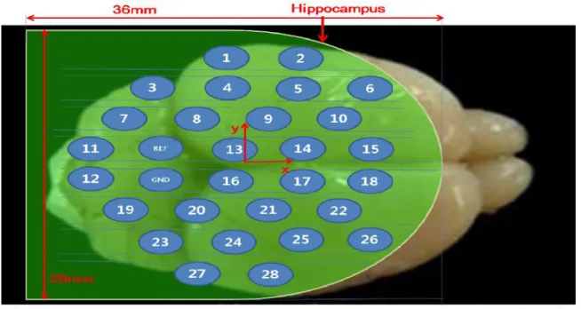 Figure 3.4: Spatial distribution of the electrodes of the EEC cap The rat brain image was obtained from [85].