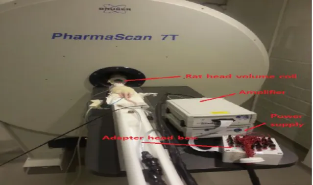 Figure 3.6: The demonstration of EEG-fMRI setup on a rat This was taken before EEG cap was applied on the rat.