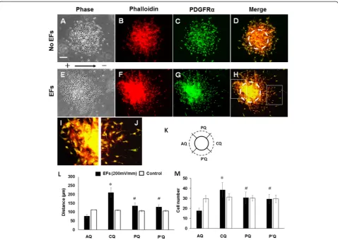 Figure 2 Analysis of cell migration from oligospheres. (A-D) Symmetrical distribution of ARPC2+/+ neural stem cell-derived oligodendrocyte precursorcells (NSC-OPCs) around oligosphere without electric field (EF) stimulation