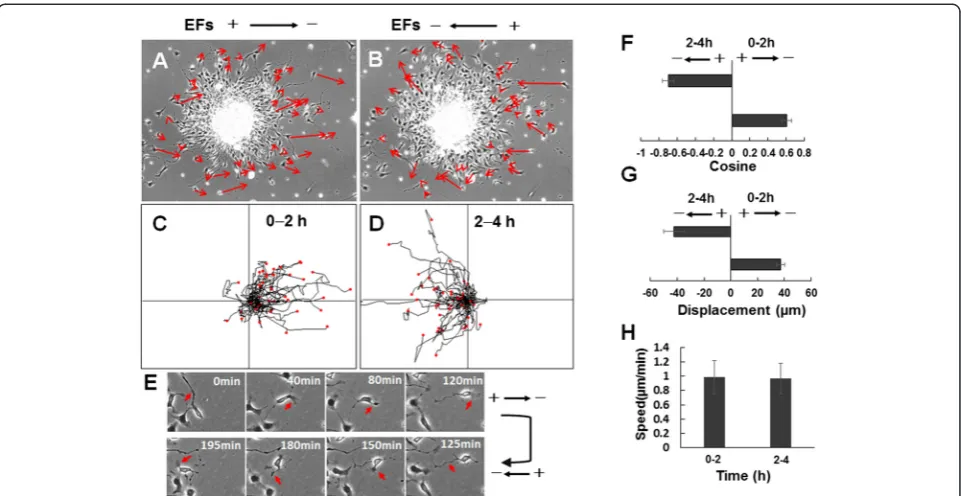 Figure 4 Localization of ARPC2 and actin in neural stem cell-derived oligodendrocyte precursor cells (NSC-OPCs)