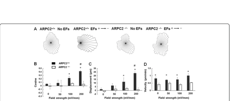 Figure 6 Migration of neural stem cell-derived oligodendrocyte precursor cells (NSC-OPCs) in electric fields (EFs)