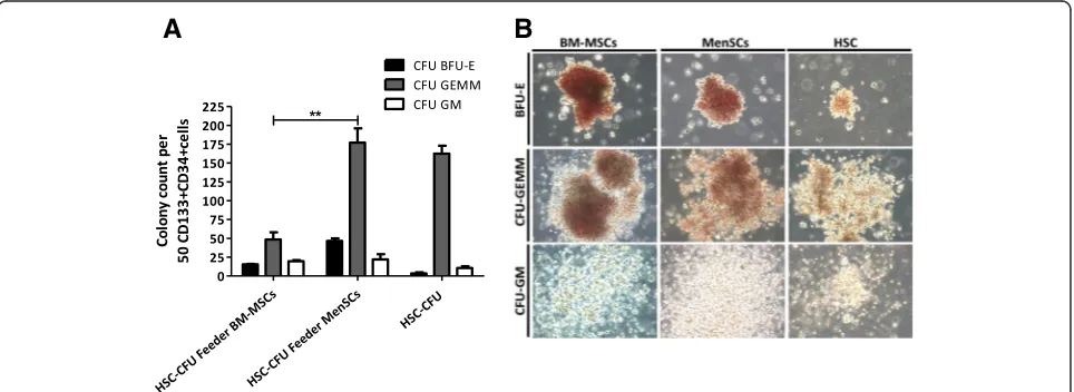 Figure 6 Ex vivo expansion of CD34 + CD133+ cells on MenSCs-feeder shows high potential of differentiation toward hematopoietic cells