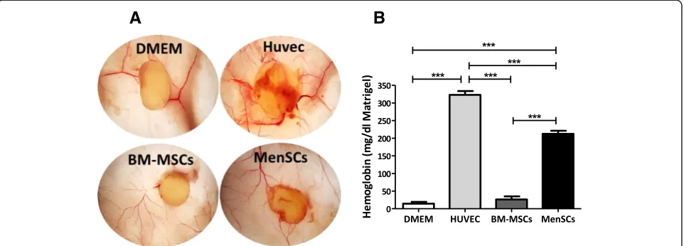 Figure 4 MenSCs promote angiogenesis in vivo. (A) Matrigel was mixed with cells (3 × 106 cells/plug) or DMEM alone and subcutaneously injectedinto mice