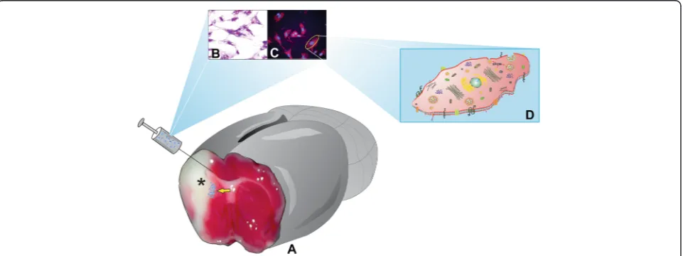 Figure 1 Mesenchymal stem cell therapy after focal ischemia.labeled with superparamagnetic iron oxide nanoparticles after focal ischemia.chloride after occlusion of the middle cerebral artery