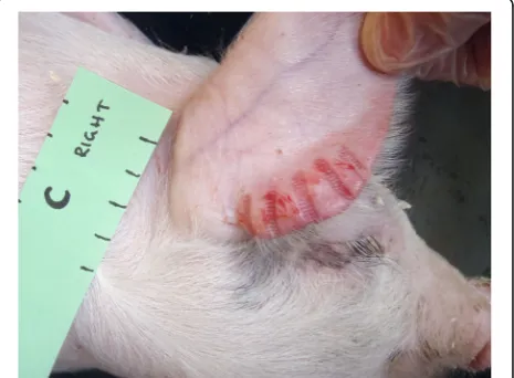 Fig. 1 Pig C, day 0