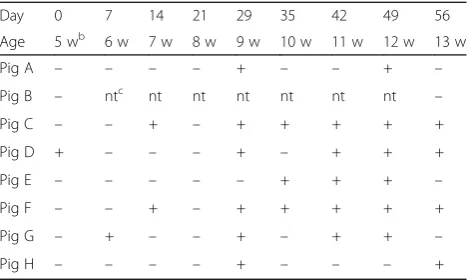 Table 1 Detection of Treponema-like spirochetes from gingivalsamples of challenge pigs (A-E) and control pigs (F-H) by phasecontrast microscopy of FAB + Aa broth cultures