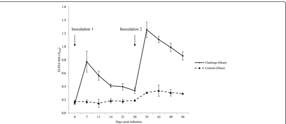 Fig. 2 Mean ELISA titres of serum IgG to T. pedis T A4 lysate for the pigs in challenge and control group throughout the study