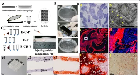 Figure 1 Characterization of cell bricks and injectable cell brickweek postoperatively, 5-bromo-2-deoxy uridine-labeled BMSCs (arrowheads) still occupied these spaces and further differentiated into tissues (c: lowmagnification, bar = 200B-CB-P, BMSCs–plat
