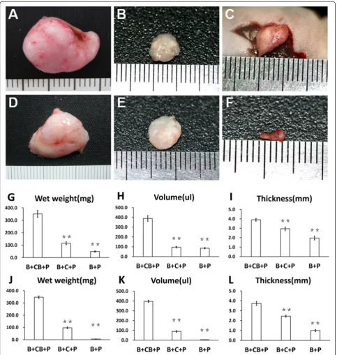 Figure 2 Macroscopic examination of regenerated tissue form grafts.postoperatively present different volume, weight and thickness