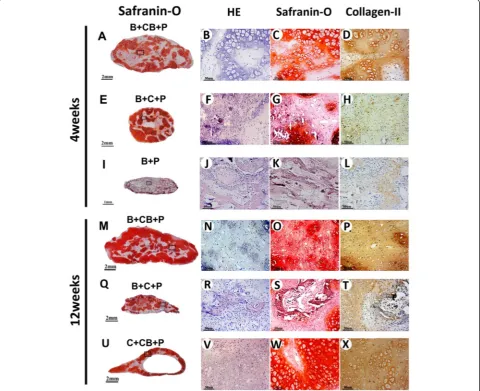 Figure 3 Cell brick-enriched platelet-rich plasma gel guided chondrogenesis of bone marrow-derived mesenchymal stem cells.tissue formation throughout the graft (A, E, M, Q), while the C-CB-P group accompanied central necrosis (U)