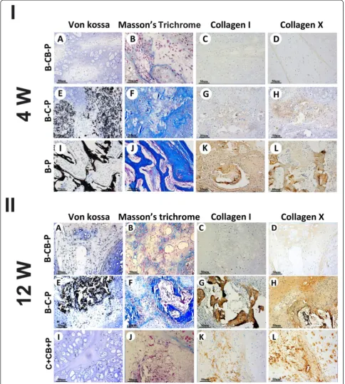 Figure 4 Cell bricks guided persistent ectopic chondrogenesis of bone marrow-derived mesenchymal stem cells and prevented ossification.ossification occurred through 12 weeks (II-E to H); bar = 50bricksExamining osteogenesis of grafts in vivo at 4 weeks (I-