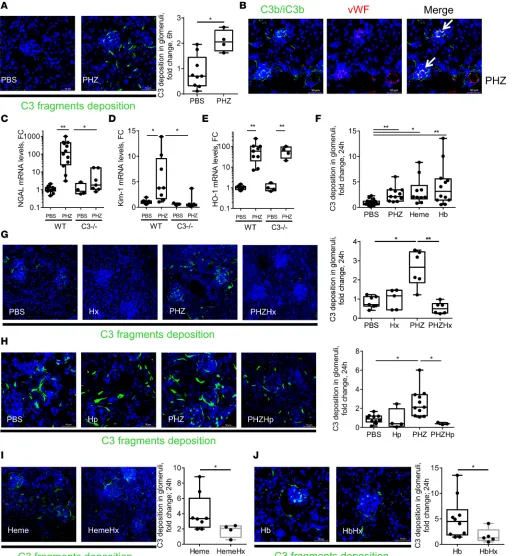 Figure 2. Hemolysis induced heme-dependent complement deposition in kidney in vivo.) C3b/iC3b (false green color) staining of frozen kidney sections (Jgene expression by RTqPCR