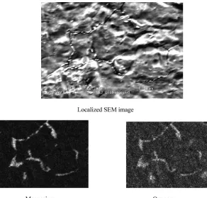 Fig. 8. SEM micrography for choosing area magniﬁed for 3000 times on the uncoated Ni cap surface (cathode activated in a dummy tube and accelerated for zerohours).