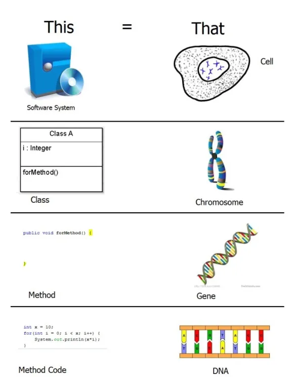 Figure 2.10: A graphic to show the software product to living organism analogy. In the first instance a software product/package is the cell in an living organism