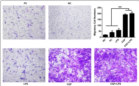 Fig. 5 Effects of CGF on cell migration in LPS-stimulated hDPSCs. The crystal violet staining of the migratory cells from different groups after1 × CGF-conditioned medium; CGF+LPS, 1× CGF with 1culture in 1× CGF with or without the presence of 1 μg/mL LPS 