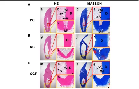 Fig. 8 The radiographic results of CGF on the generation of dentine-pulp complex and the development of apical foramen of the immaturecanine teeth