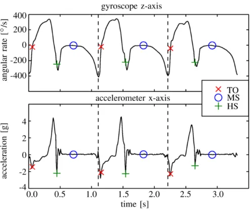 Figure 7. Three segmented strides with TO, HS, and MS events of a typical gait. [23]