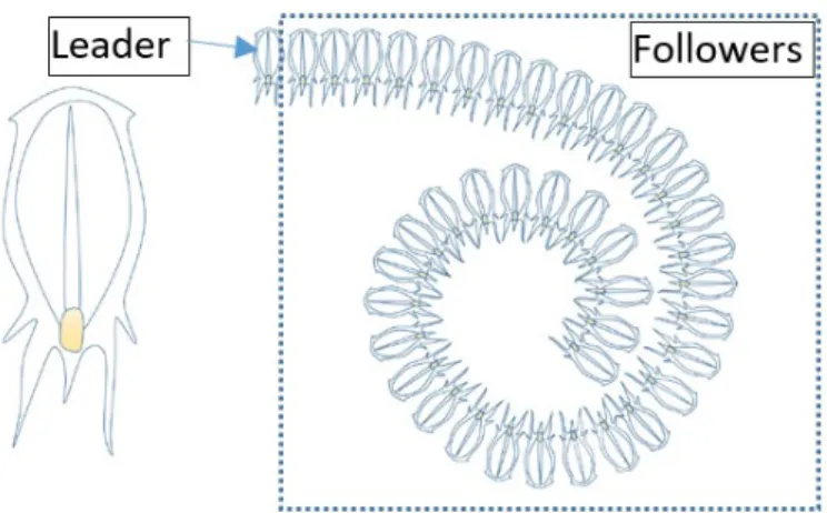 Figure 1: a Single Salp (at left) and a Salp chain (at right) [20], modified.