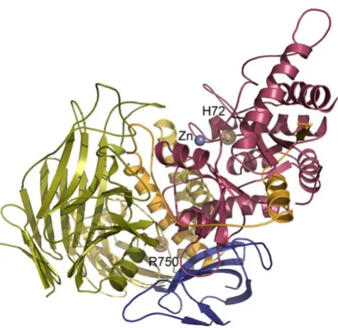 Figure 5αdasegreen and e-blue. The active site is denoted by a Zn++ ion. Two mutant sites are displayed, demonstrating the effect of mutations c.215A>T: p.H72L affecting Zn++ coordination in the actives site (group 1 mutation, see text for explanation) and