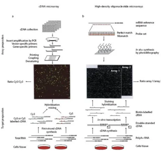 Figure 1.cDNA and Oligonucleotide microarray.It represents how experiments are performed for cDNA (left) and  Oligonucleotide (right) microarrays