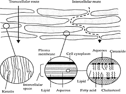 Figure 1.7: Permeation routes through the stratum corneum: (i) via the lipid matrix 