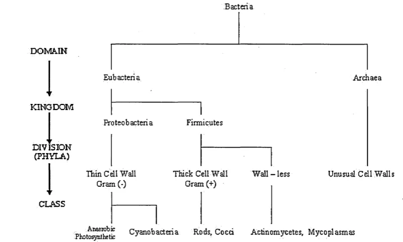 Figure 2.2: A classification system based on the Gram reaction of the cell; that is to say 