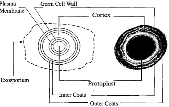 Figure 2.6: The electron microscopy image of cross section of the plain its structure can be seen on the left.'Note phase light and phase dark regions of the dospore (right)