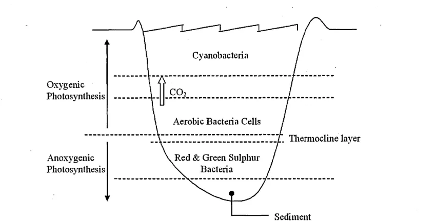Figure 2.7: A freshwater lake eco-system and the distribution of bacteria on the layers