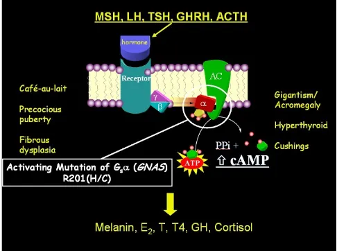 Figure 5drome (MAS)Molecular defect and phenotype in McCune-Albright syn-Molecular defect and phenotype in McCune-Albright syndrome (MAS)