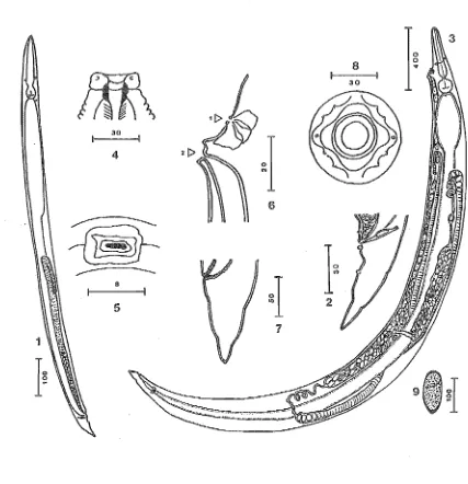 Figure III. E. 1-9 